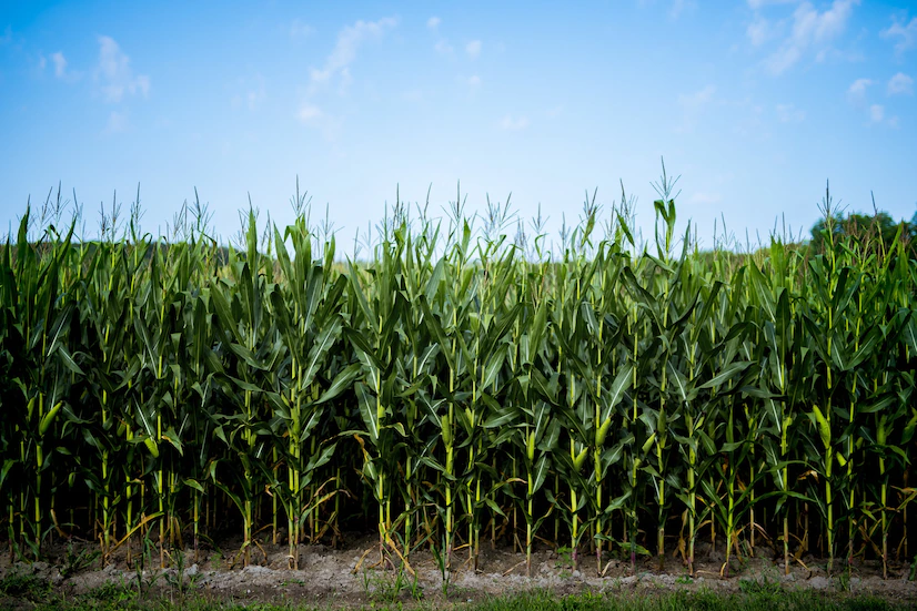 Maize tree, Indian Export